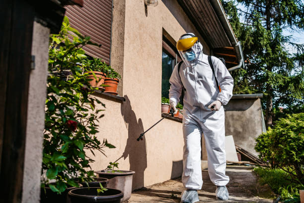 Best Flea Control Services  in Black Rock, NM