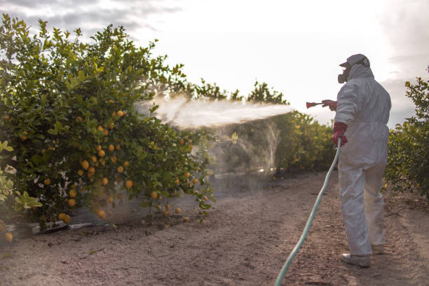 Professional Pest Control in Black Rock, NM