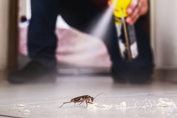Best Exterminator Services  in Black Rock, NM