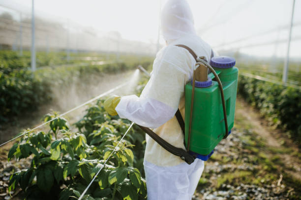 Best Termite Control Services  in Black Rock, NM